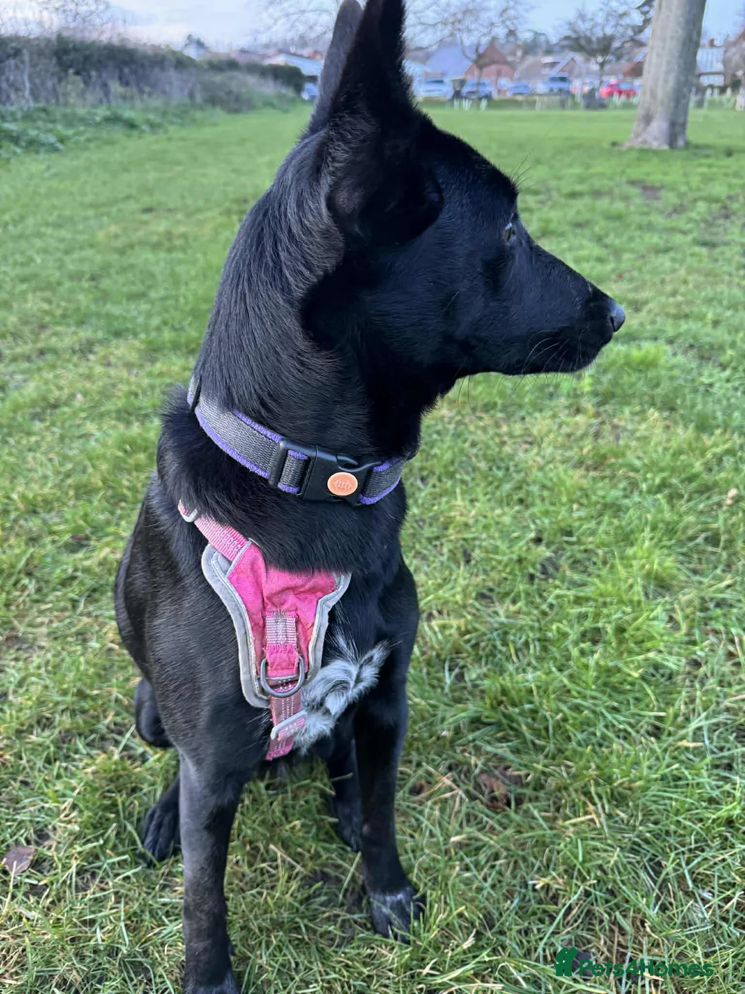 Mixed Breed dogs for adoption: NELLIE - Advert 2