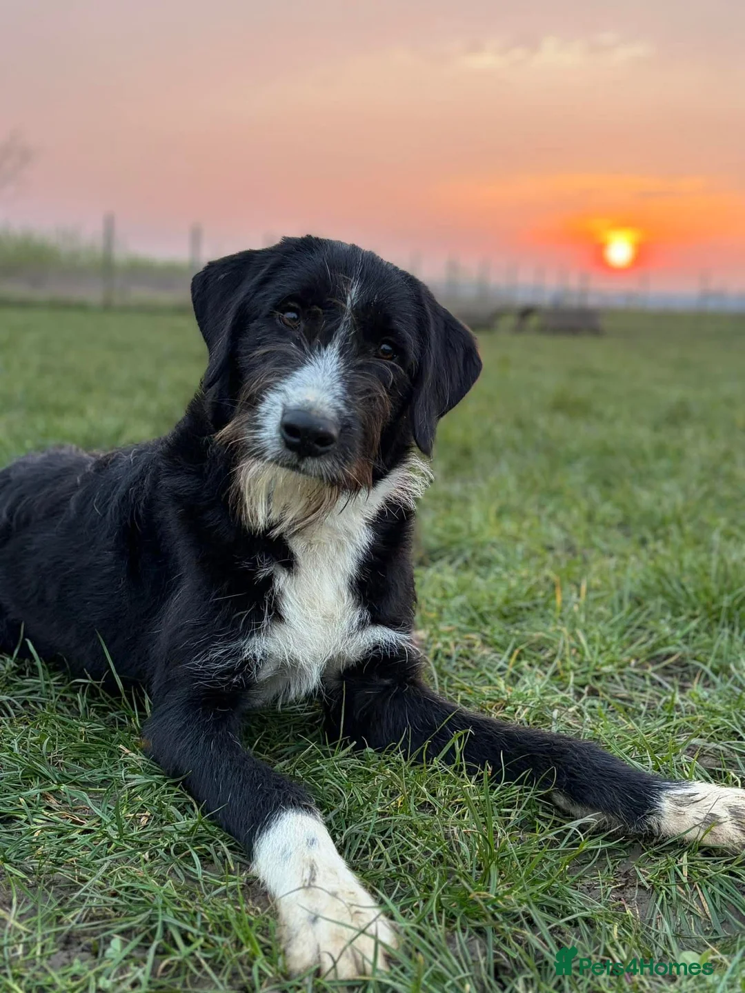 Mixed Breed dogs for adoption: Adonis - A Loyal Companion For The Right Home in Worcester - Advert 1