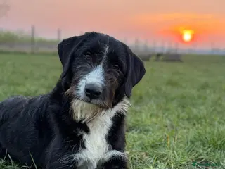 Mixed Breed dogs Adonis - A Loyal Companion For The Right Home - Advert 1