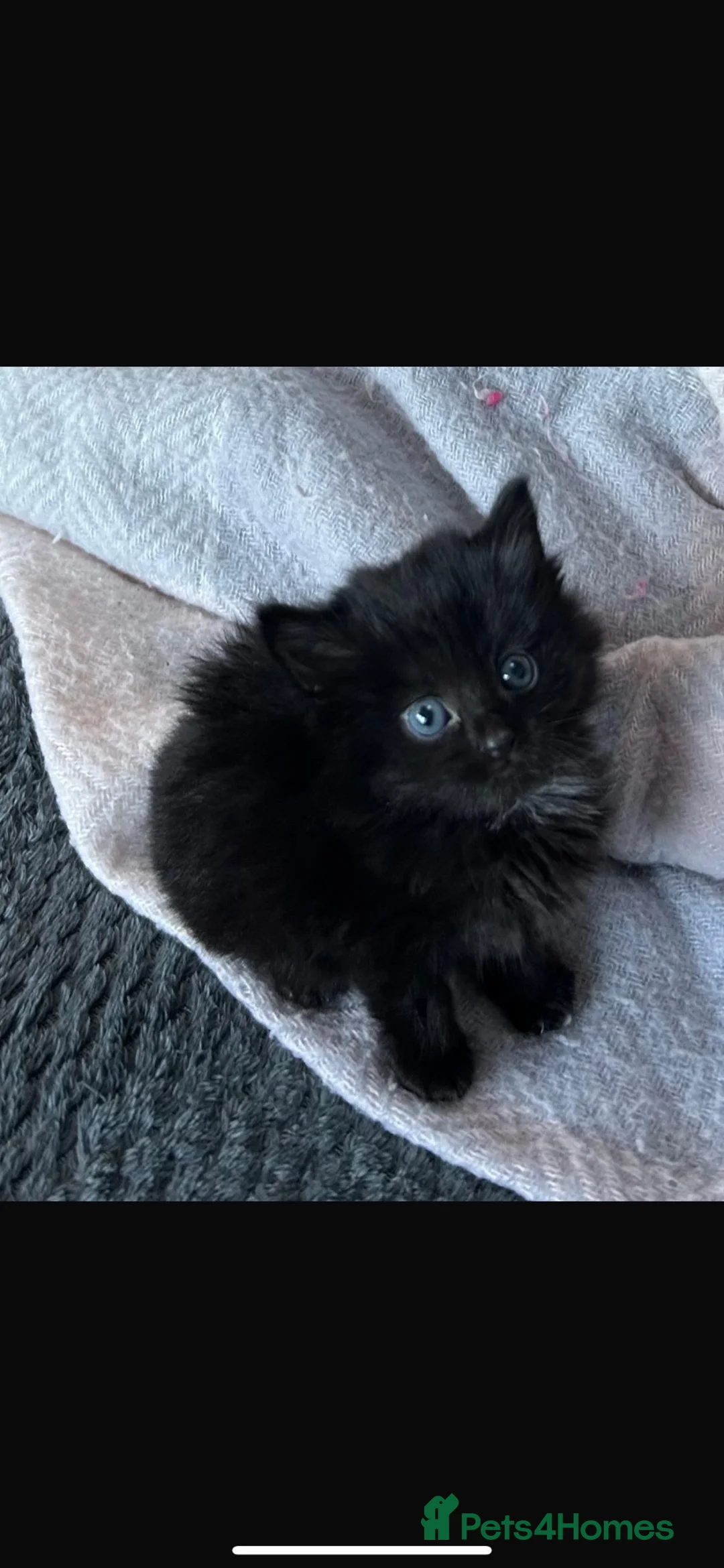 Mixed Breed cats for sale: Kittens for sale  - Advert 17