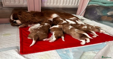 Cavalier King Charles Spaniel dogs - Advert 3