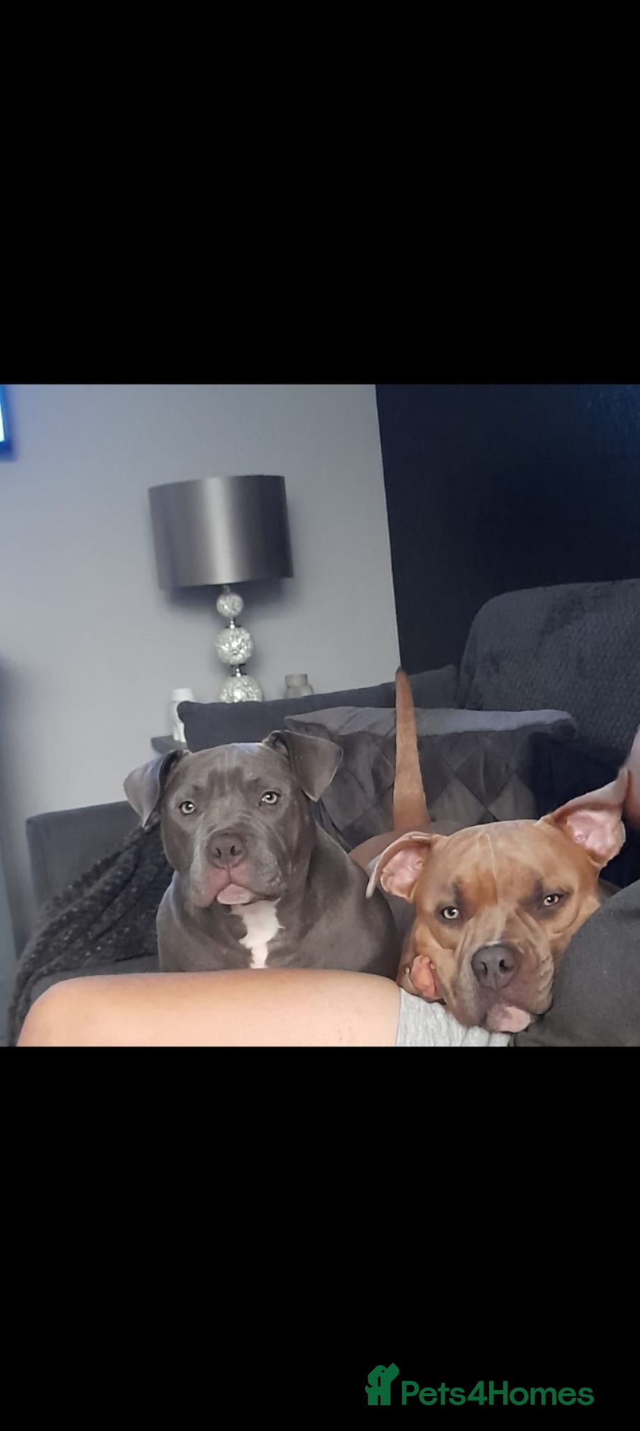 American Bully dogs Male & female pocket bully's  - Advert 1