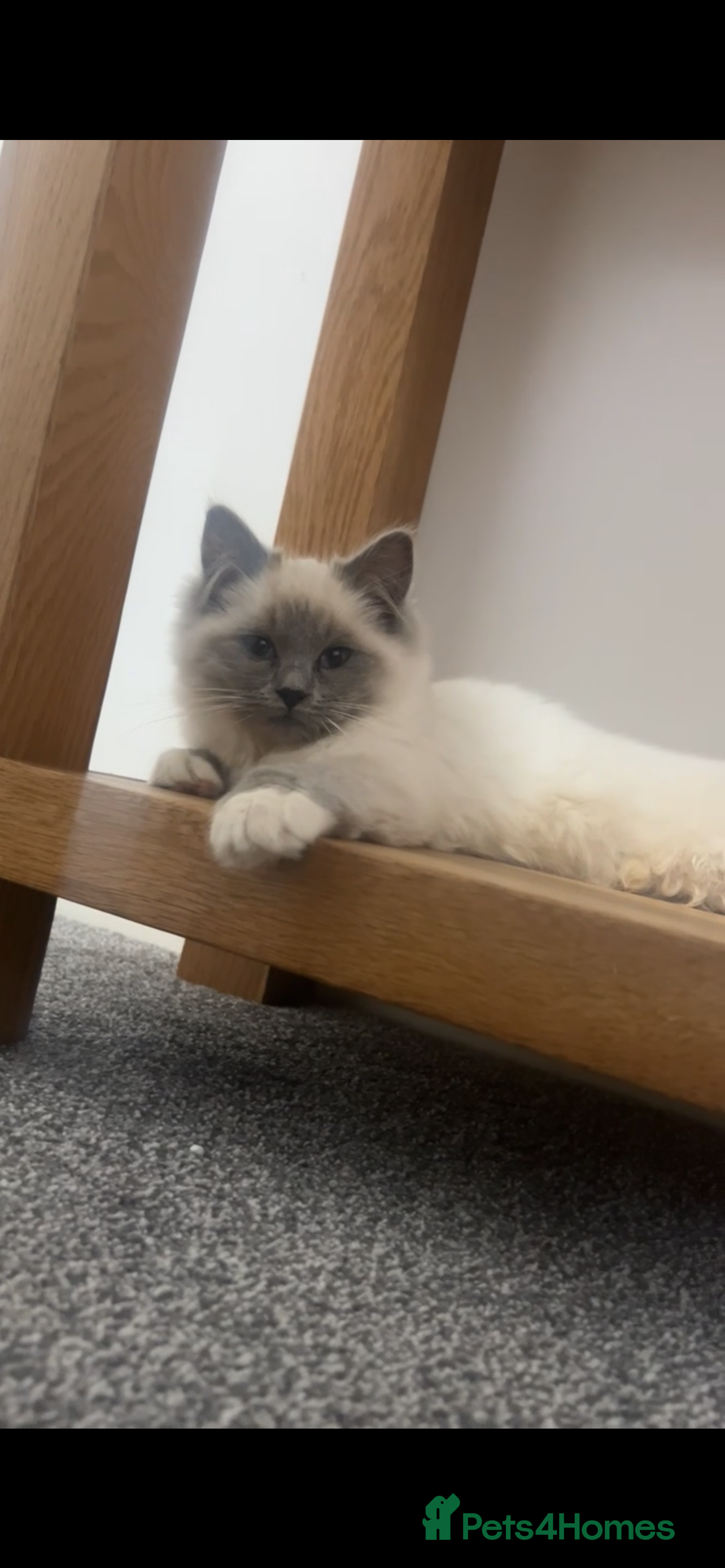 Ragdoll cats X2 female ragdoll kittens in Retford - Advert 1