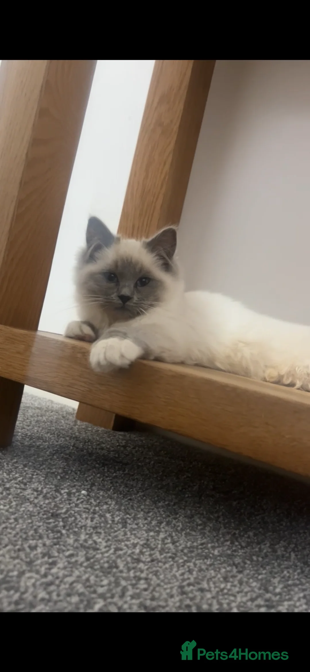 Ragdoll cats for sale: X2 female ragdoll kittens in Retford - Advert 1