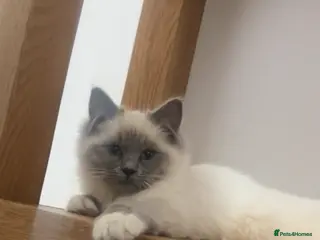 Ragdoll cats X2 female ragdoll kittens in Retford - Advert 1