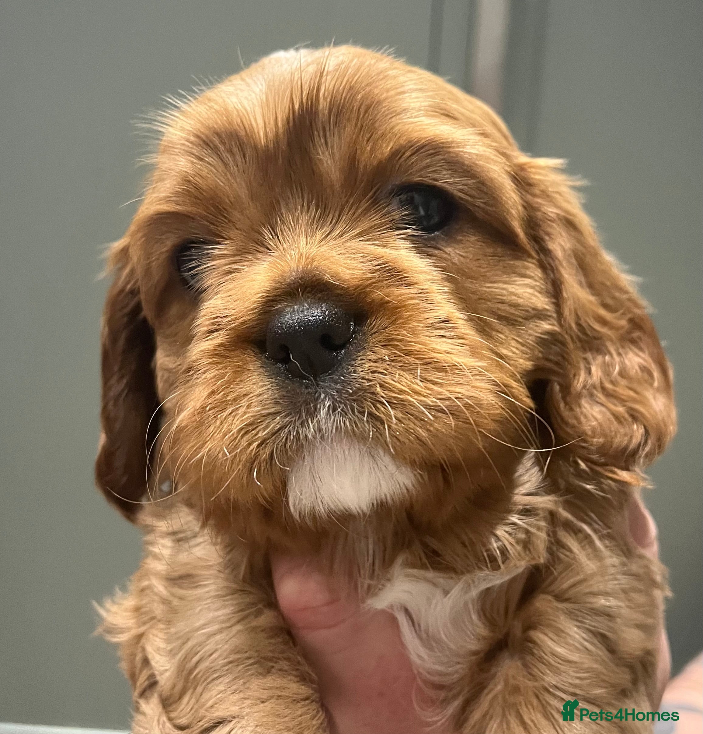 Cavalier King Charles Spaniel dogs Extensively health tested KC reg cavalier boys - Advert 2