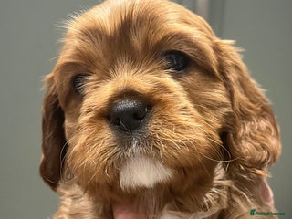 Cavalier King Charles Spaniel dogs Extensively health tested KC reg cavalier boys - Advert 3