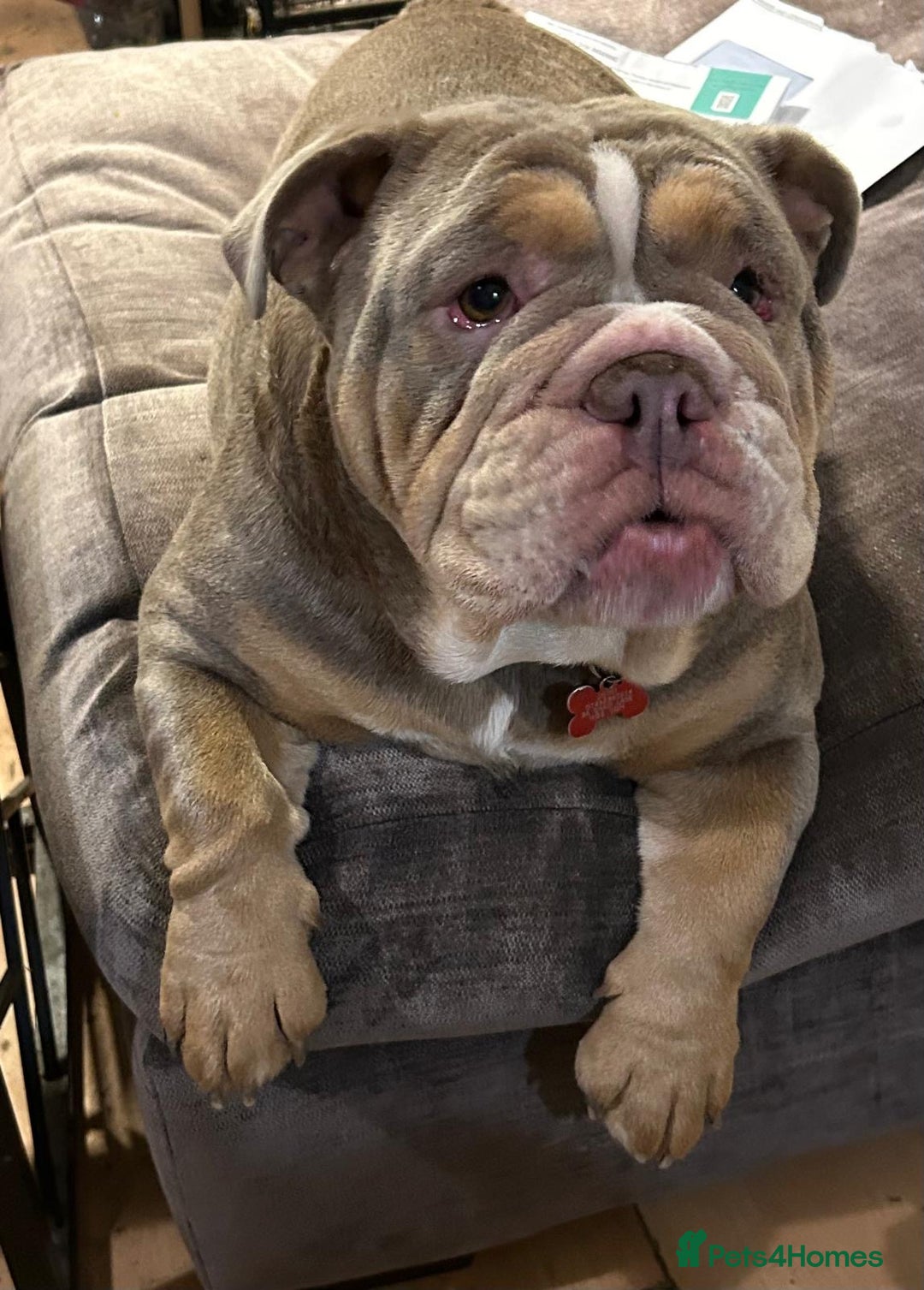 English Bulldog dogs for sale: Adorable Male KC Registered Bulldog Puppy  - Advert 4