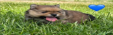 Pomeranian Puppy 1