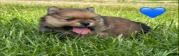 Pomeranian dogs for sale: Orange sable teddy bear type Pomeranians  - Advert 28