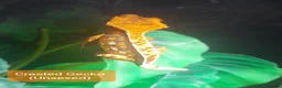 Gecko reptiles for sale:  Different Species of Geckos in Store - Advert 10