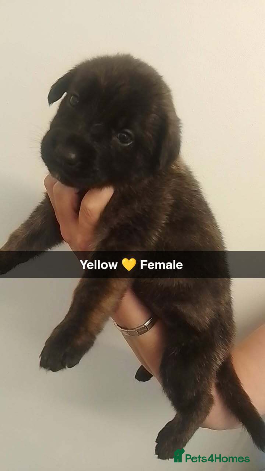 Mixed Breed dogs for sale: 9 German corso puppies  - Image 8