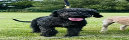Bedlington Terrier dogs for sale: Superb KC Reg'd Bedlington Terrier in Stoke-on-Trent - Advert 2