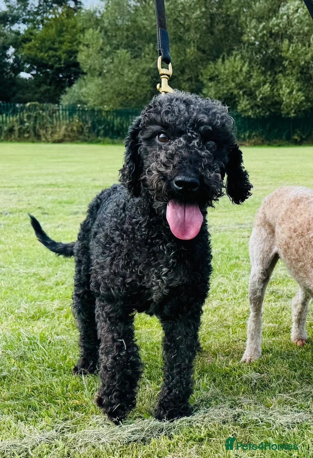 Bedlington Terrier dogs for sale: Superb KC Reg'd Bedlington Terrier in Stoke-on-Trent - Advert 2