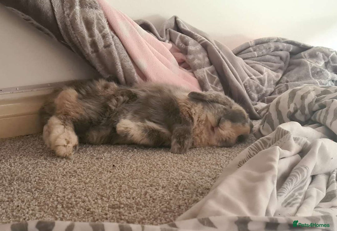 Mini Lop rabbits for sale: Mini lop doe - Advert 2