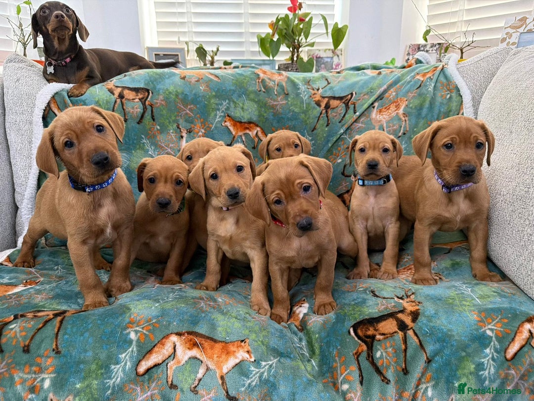 Labrador Retriever dogs for sale: KC Registered Labrador Puppies - Call  **  - Image 1