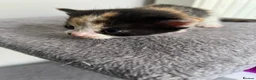British Shorthair cats for sale: Kittens in Manchester - Advert 10