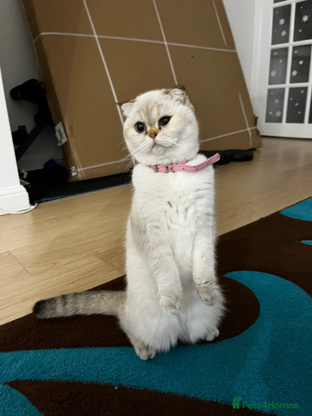 British Shorthair cats for sale: British shorthair Enzo and Misty - Advert 7