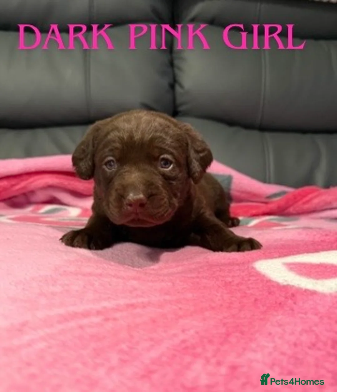 Labrador Retriever dogs for sale: STUNNING CHOCOLATE LABRADOR PUPPIES!!!! - Advert 15