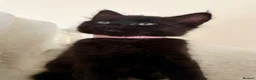 Mixed Breed cats for sale: Precious Little Fur Babies - Advert 6