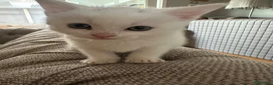 British Shorthair 1