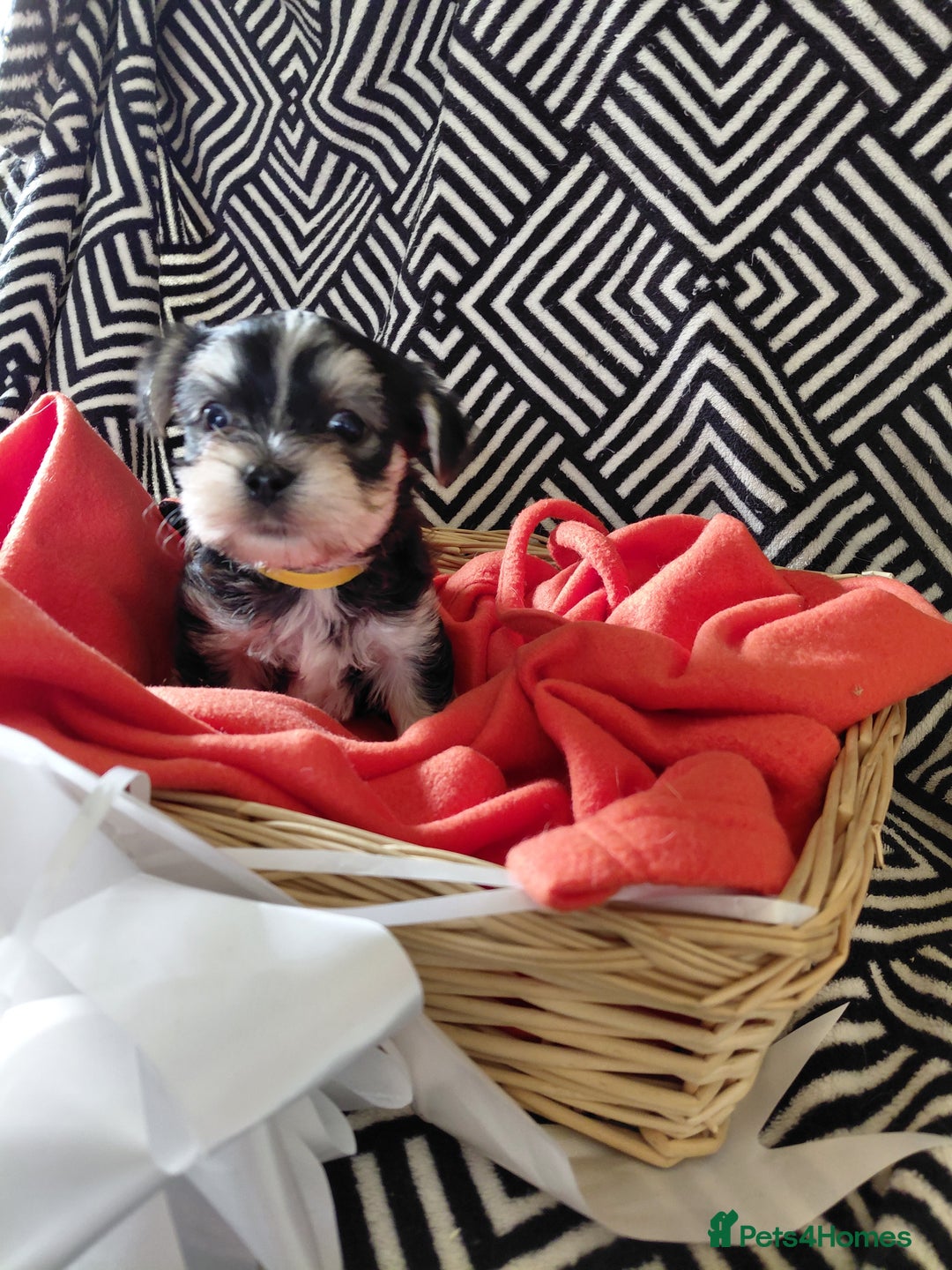 Morkie dogs for sale: Stunning F1 Morkie Puppies - Image 26