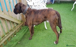 Boxer dogs for stud: Kc Registered and Heart scored Stud dog in Herne Bay - Image 7