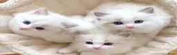 Ragdoll cats for sale: READY NOW ***** INDOOR PEDIGREE RAGDOLL KITTENS - Advert 21