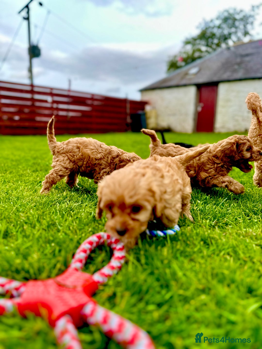 Cavapoo dogs for sale: Stunning Dark Red, black & tan, Apricot cavapoo - Image 1