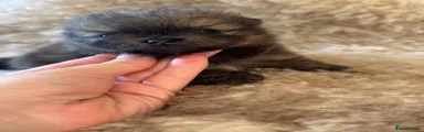 Pomeranian 3