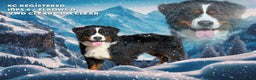 Bernese Mountain Dog dogs for stud: For stud dna tested Bernese mountain dog for stud  in Market Drayton - Advert 14