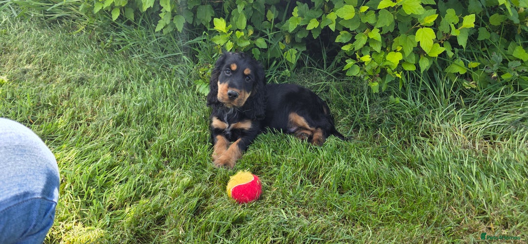 Cocker Spaniel dogs for sale: ⭐️ DNA Tested Clear + Show Type ⭐️ - Image 6