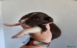 Border Collie dogs for sale: Border collie puppies  - Image 19