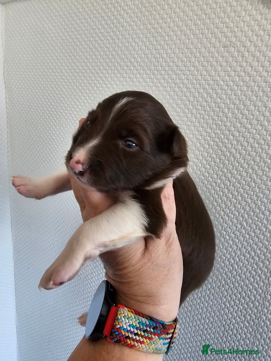 Border Collie dogs for sale: Border collie puppies  - Image 19