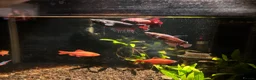 Bettas fish for sale: 3x female betta fish  - Advert 1