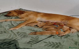 Golden Retriever dogs for sale: Perfect Golden Retriever Puppies - Advert 1