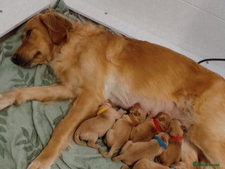 Golden Retriever dogs Perfect Golden Retriever Puppies - Advert 1