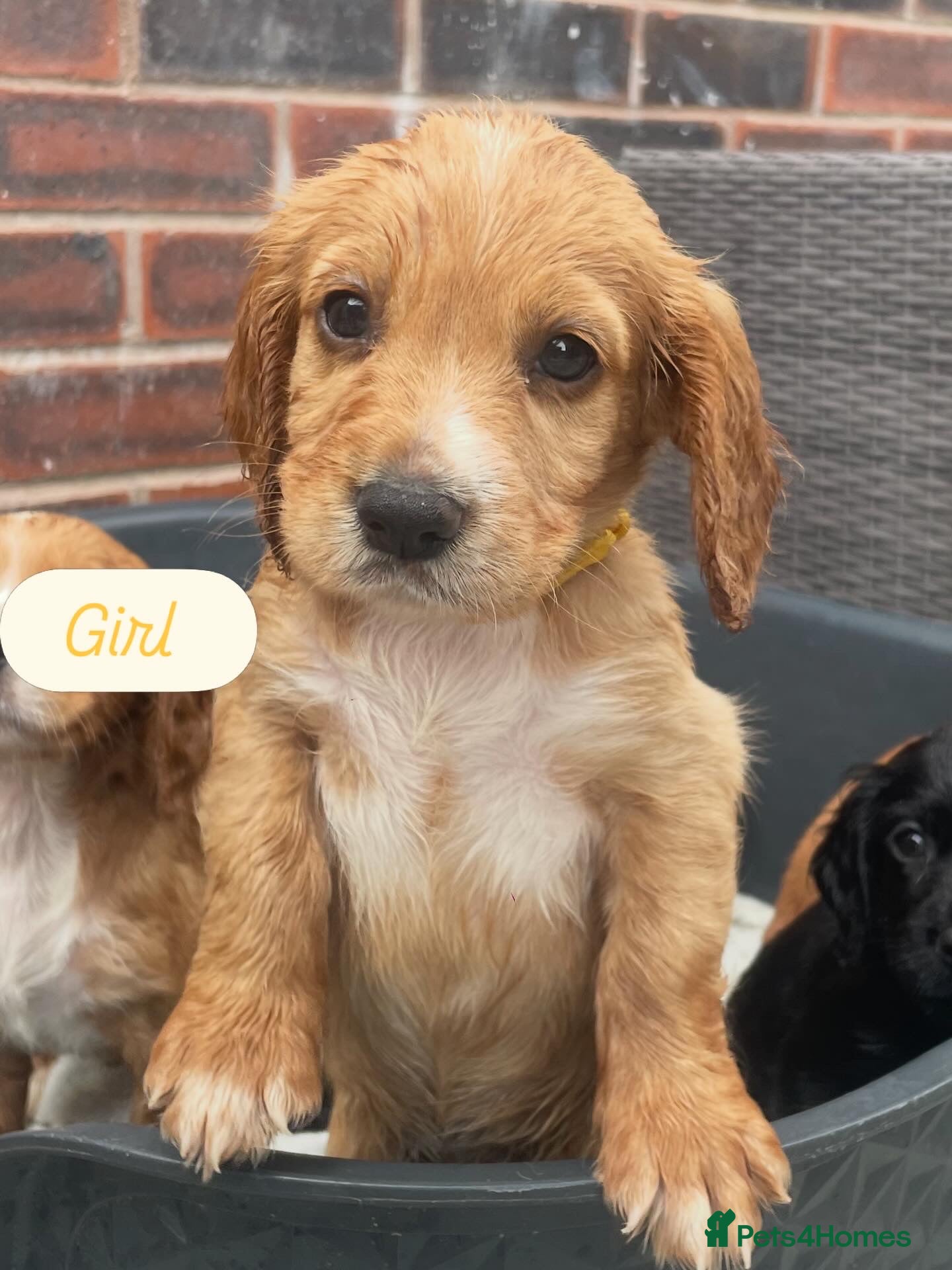 Cocker Spaniel dogs KC registered working cocker spaniels  - Advert 1
