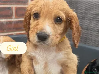 Cocker Spaniel dogs KC registered working cocker spaniels - Advert 1