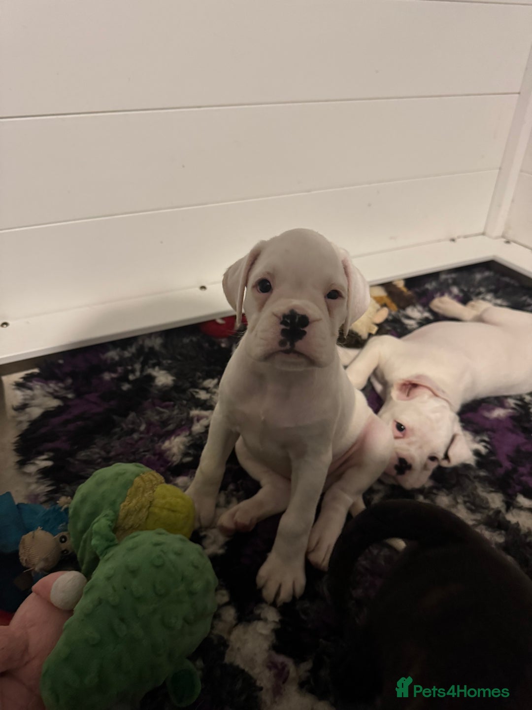 Boxer dogs for sale: LAST 2 boxer puppies  - Advert 6