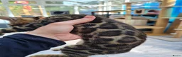Bengal cats for sale: ❤️ Gorgeous Pure Bengal Babies! ❤️ - Advert 27