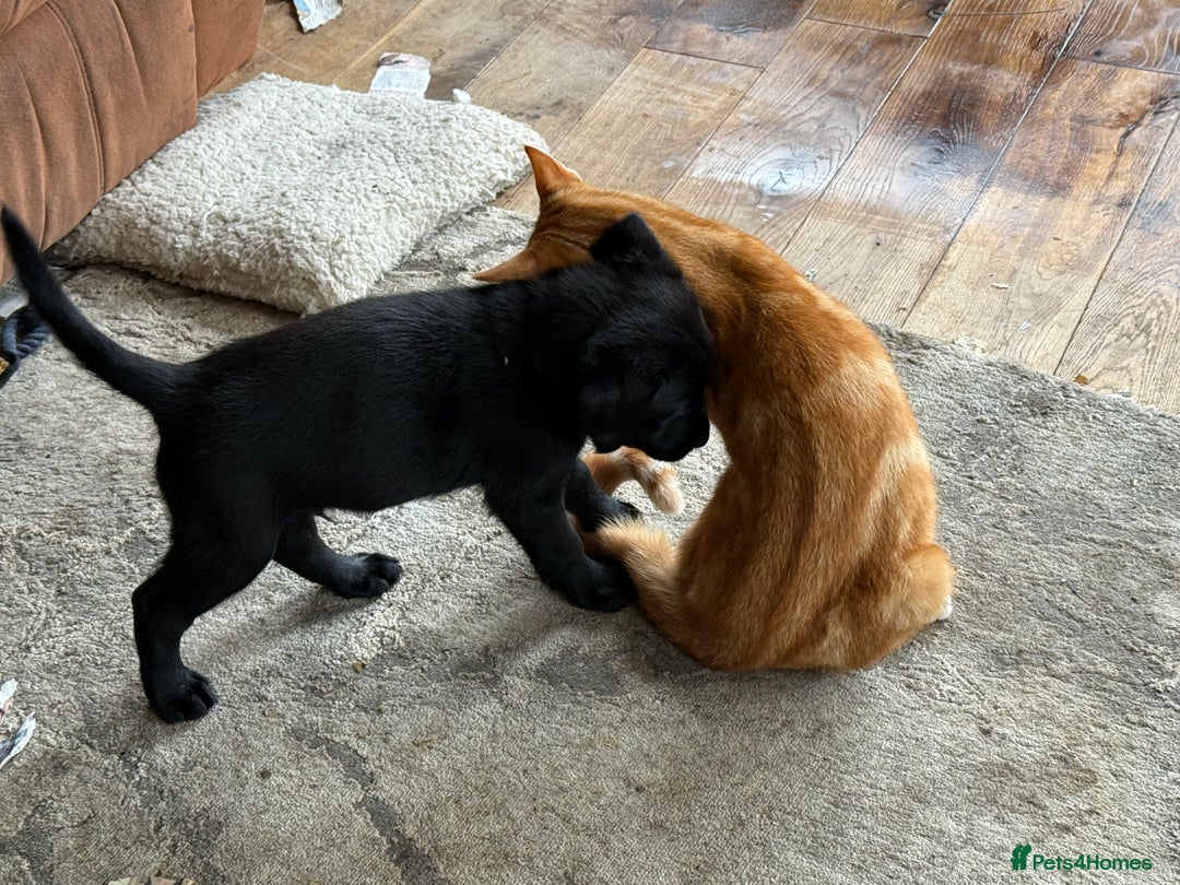 Labrador Retriever dogs for sale: Beautiful Labrador pups, Ready to go!  - Image 28