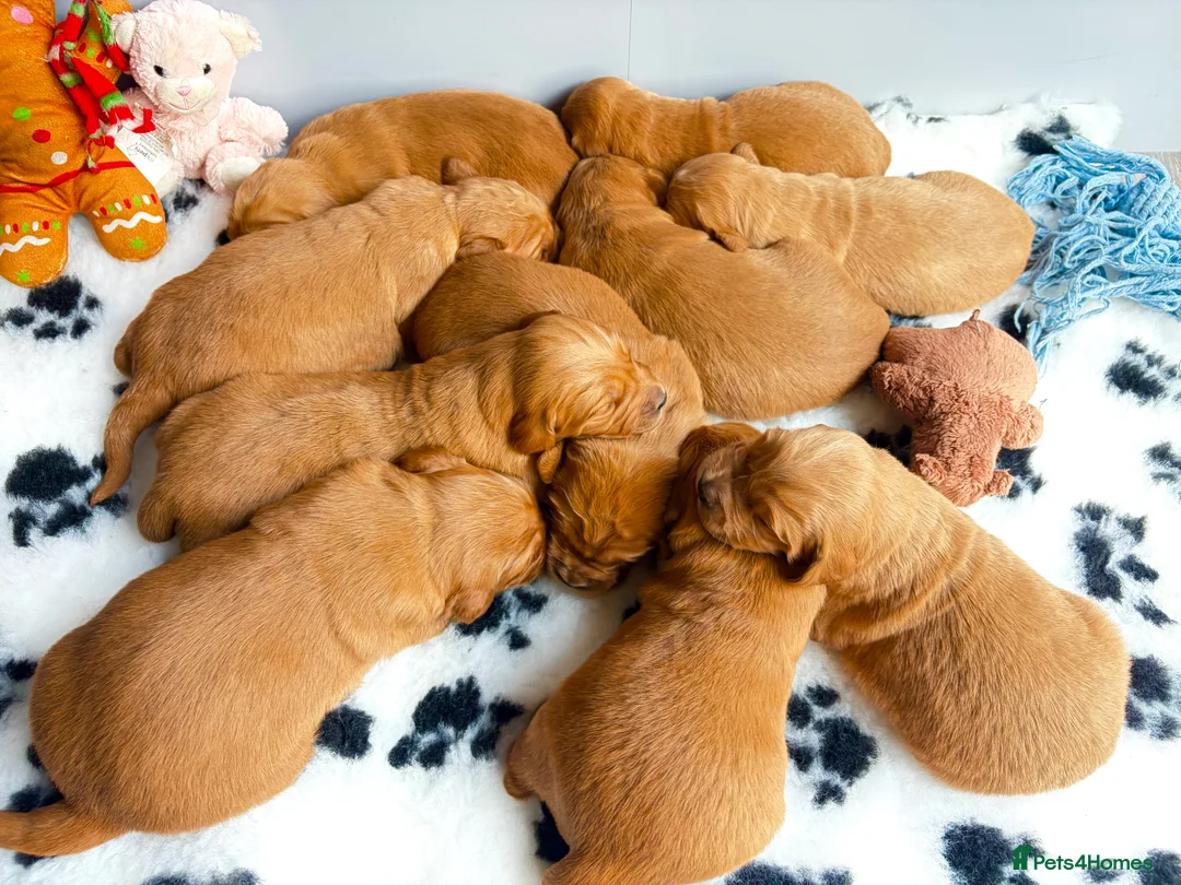 Golden Retriever dogs for sale: Gorgeous red golden retriever puppies  - Advert 11