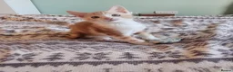 Mixed Breed cats for sale: Kittens for sale - Advert 25