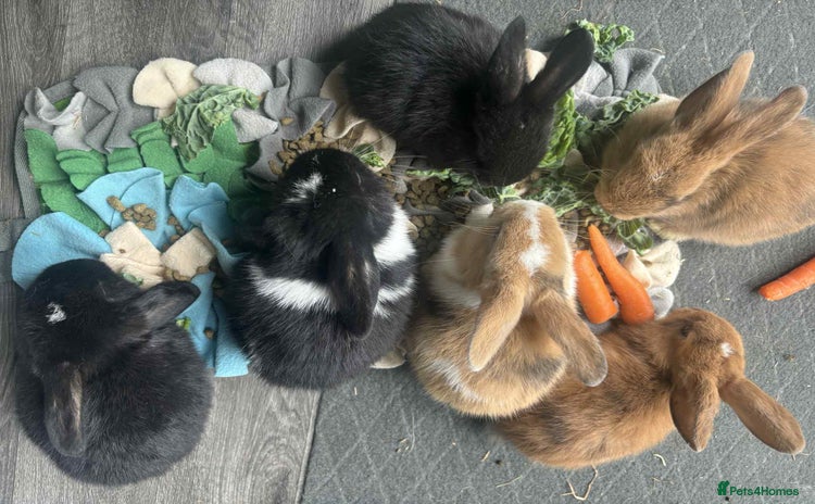 Dwarf Lop rabbits - Advert 1