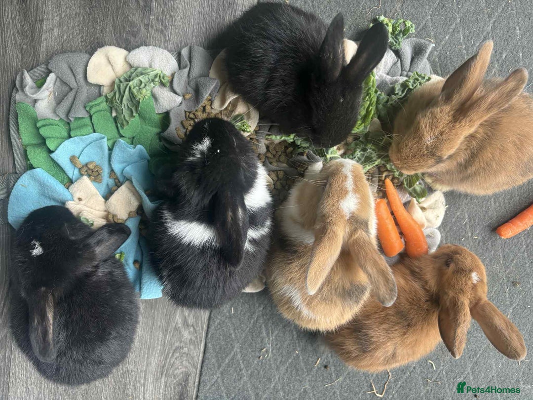 Dwarf Lop rabbits for sale: Bunnies for sale  - Image 1