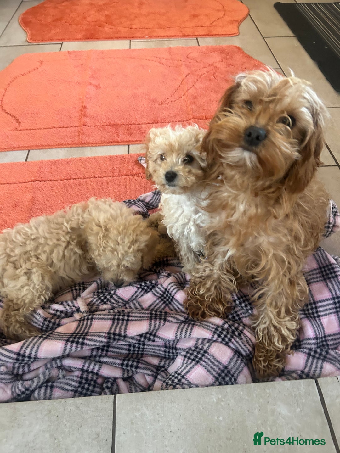 Cavapoo dogs for sale: Beautiful cavapoos  - Advert 8