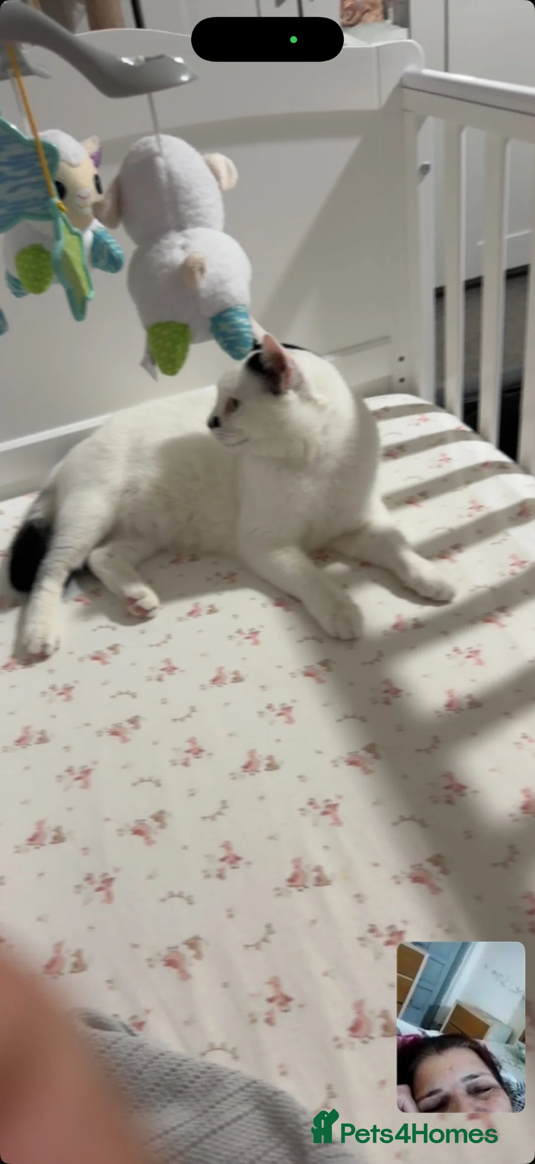 Mixed Breed cats for sale: Bobo  in Rotherham - Advert 2