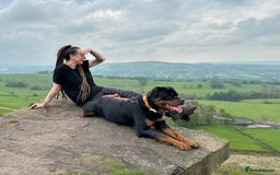 Rottweiler dogs for sale: 3 year old male Rottweiler  - Image 6