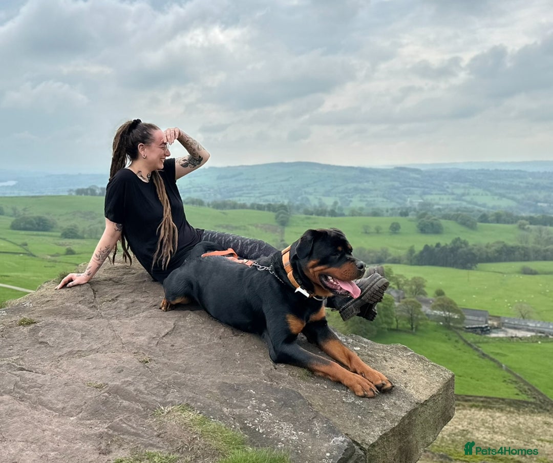 Rottweiler dogs for sale: 3 year old male Rottweiler  - Image 6